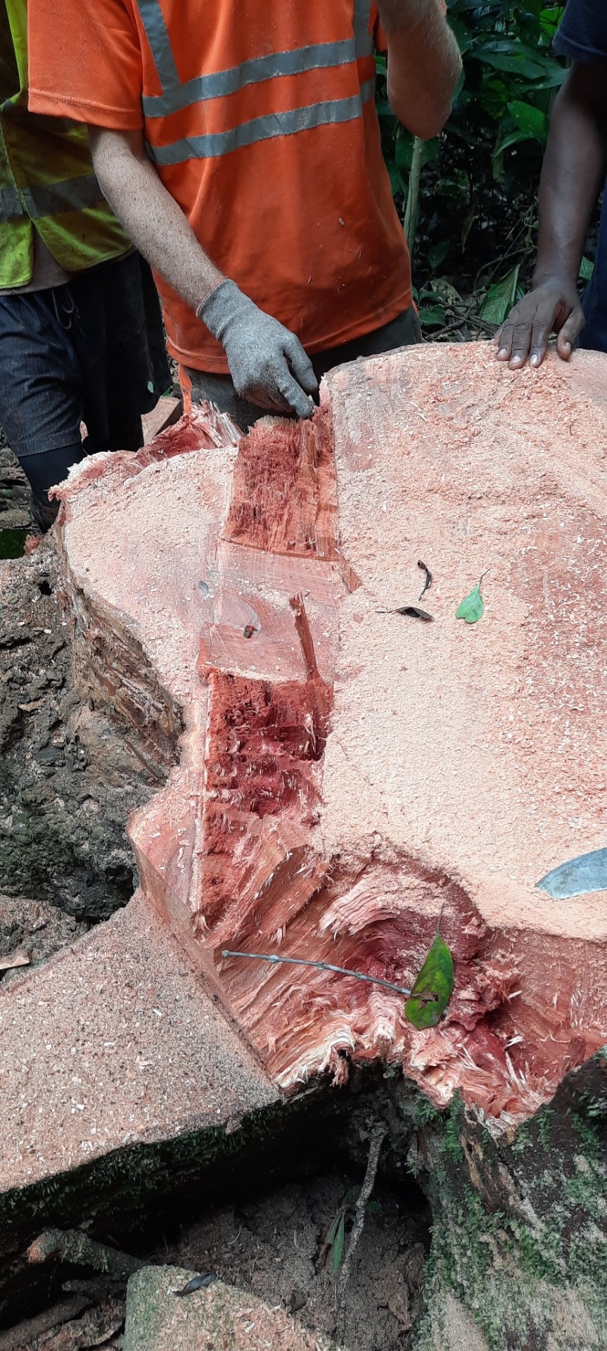 Détail technique d'une souche fraîchement coupée montrant l'entaille, la charnière et les traits d'abattage