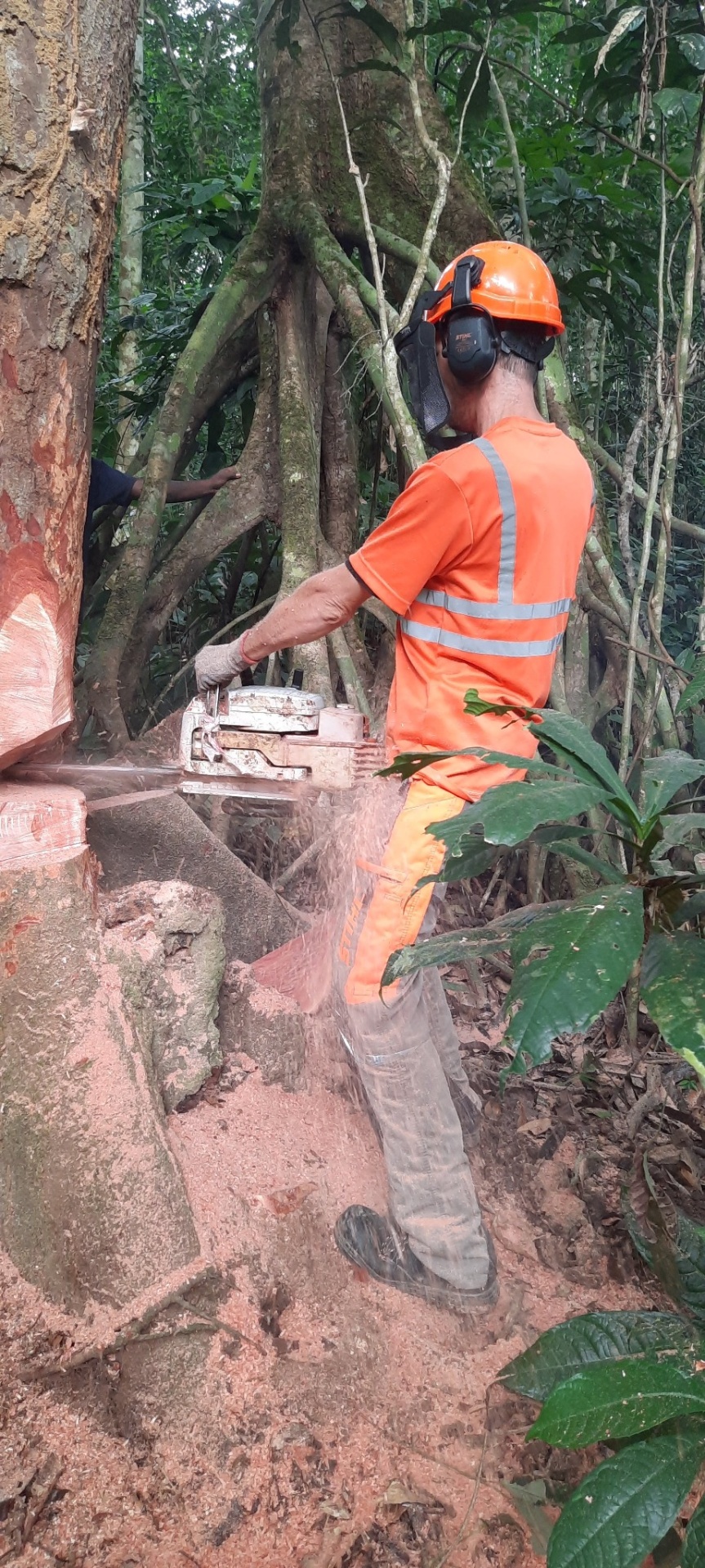 Opérateur casqué exécutant une coupe latérale à la tronçonneuse sur un arbre à contreforts