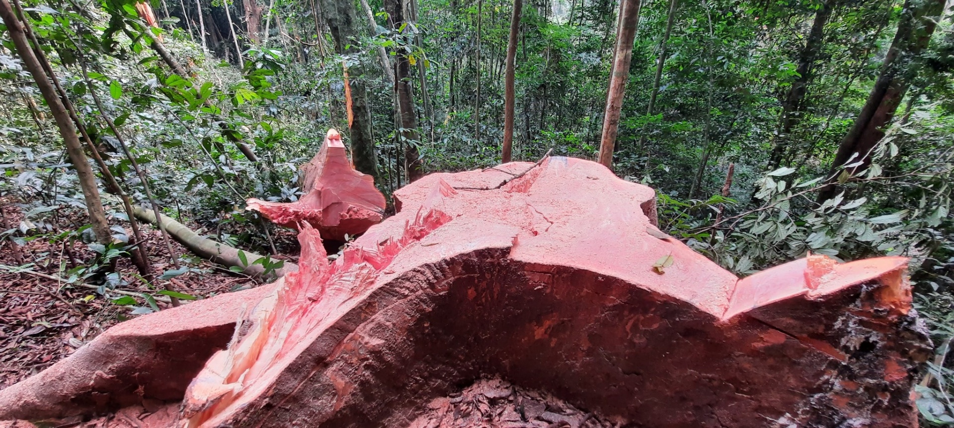 Vue horizontale d'une souche après abattage en forêt tropicale, coupes visibles au sol