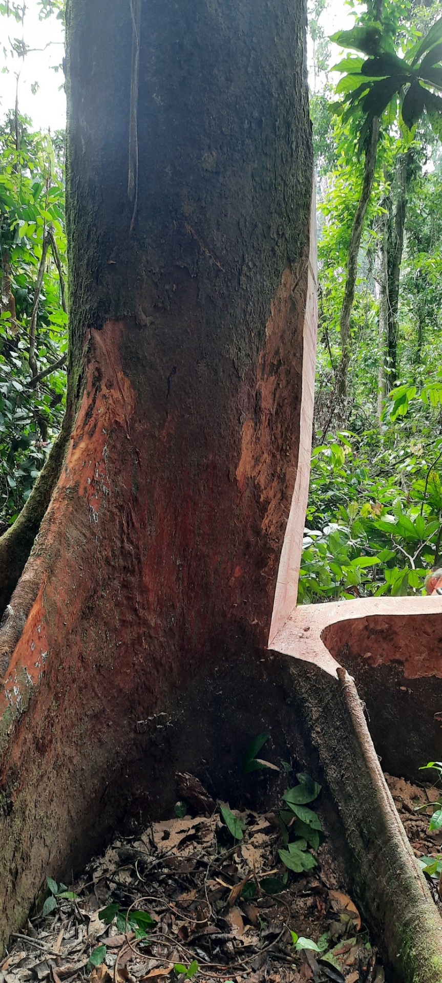 Fût d'un arbre tropical à contreforts, écorce partiellement retirée avant intervention