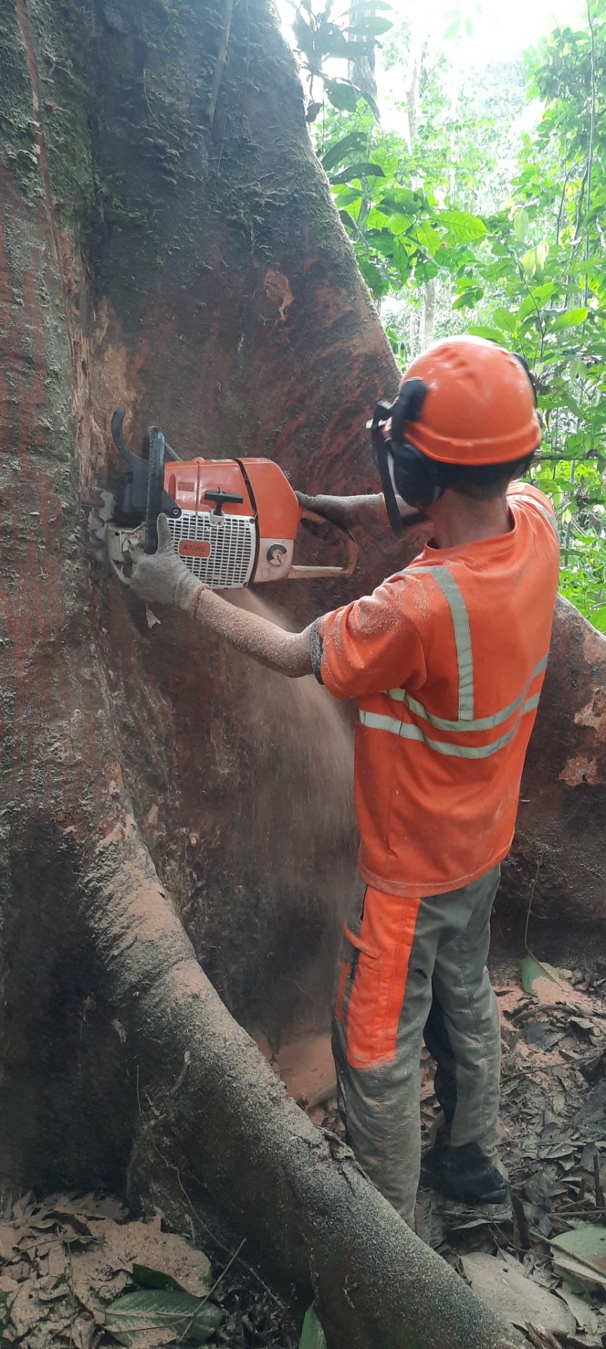Grégory Mastorgio, tronçonneuse en main, réalisant une entaille sur un arbre à contreforts en forêt tropicale