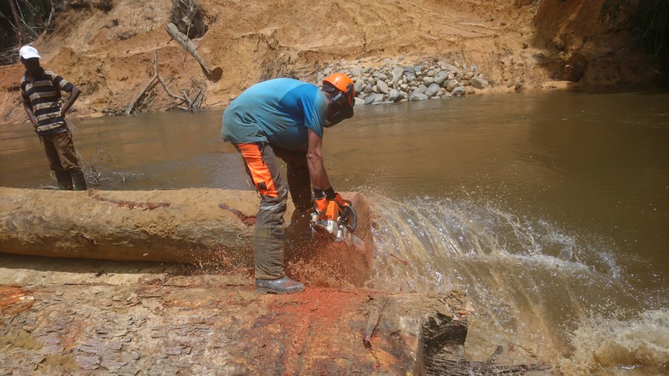 Grégory Mastorgio utilisant une STIHL MS 780 pour travailler une grume à Mandji, au Gabon.
