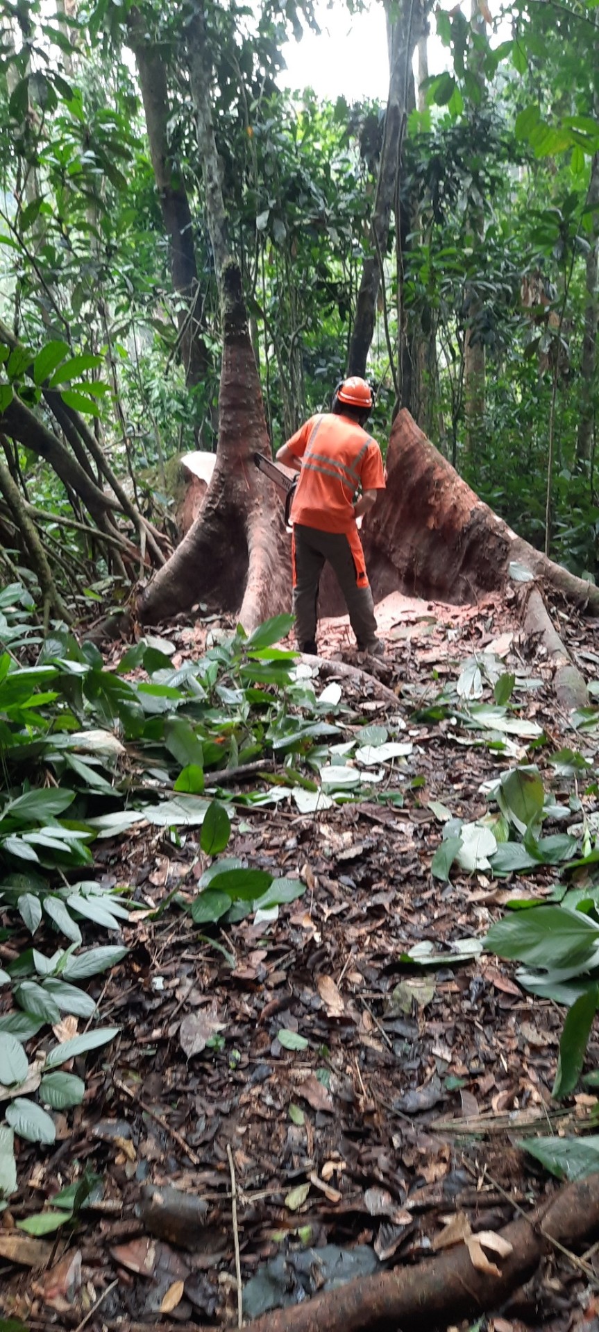 Opérateur au pied d'un grand arbre tropical, échelle du fût en forêt équatoriale