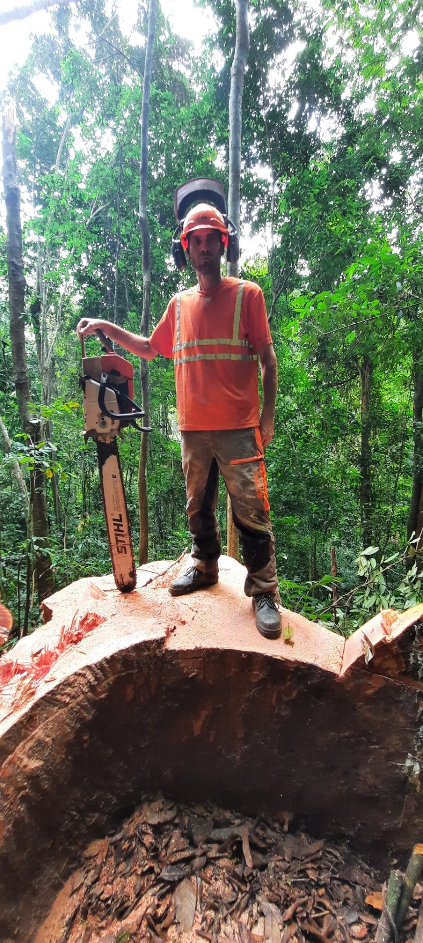 Grégory Mastorgio, équipé de son casque et sa tronçonneuse, sur une souche en forêt tropicale